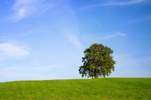 Día del Árbol en Pradoluengo