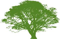 Día del árbol