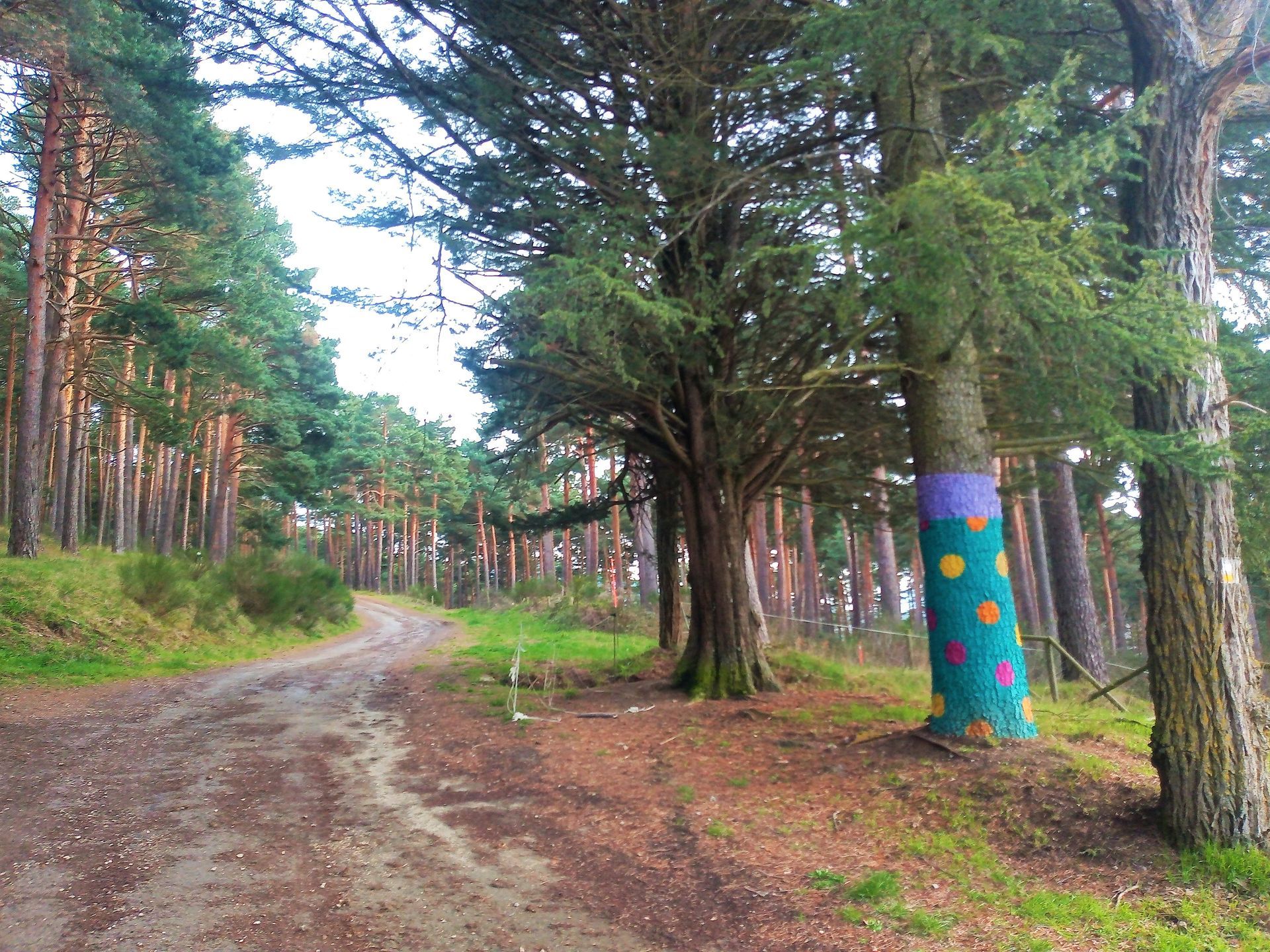 El Bosque Calcetín